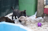 Hündin braun mit erlegtem Hasi